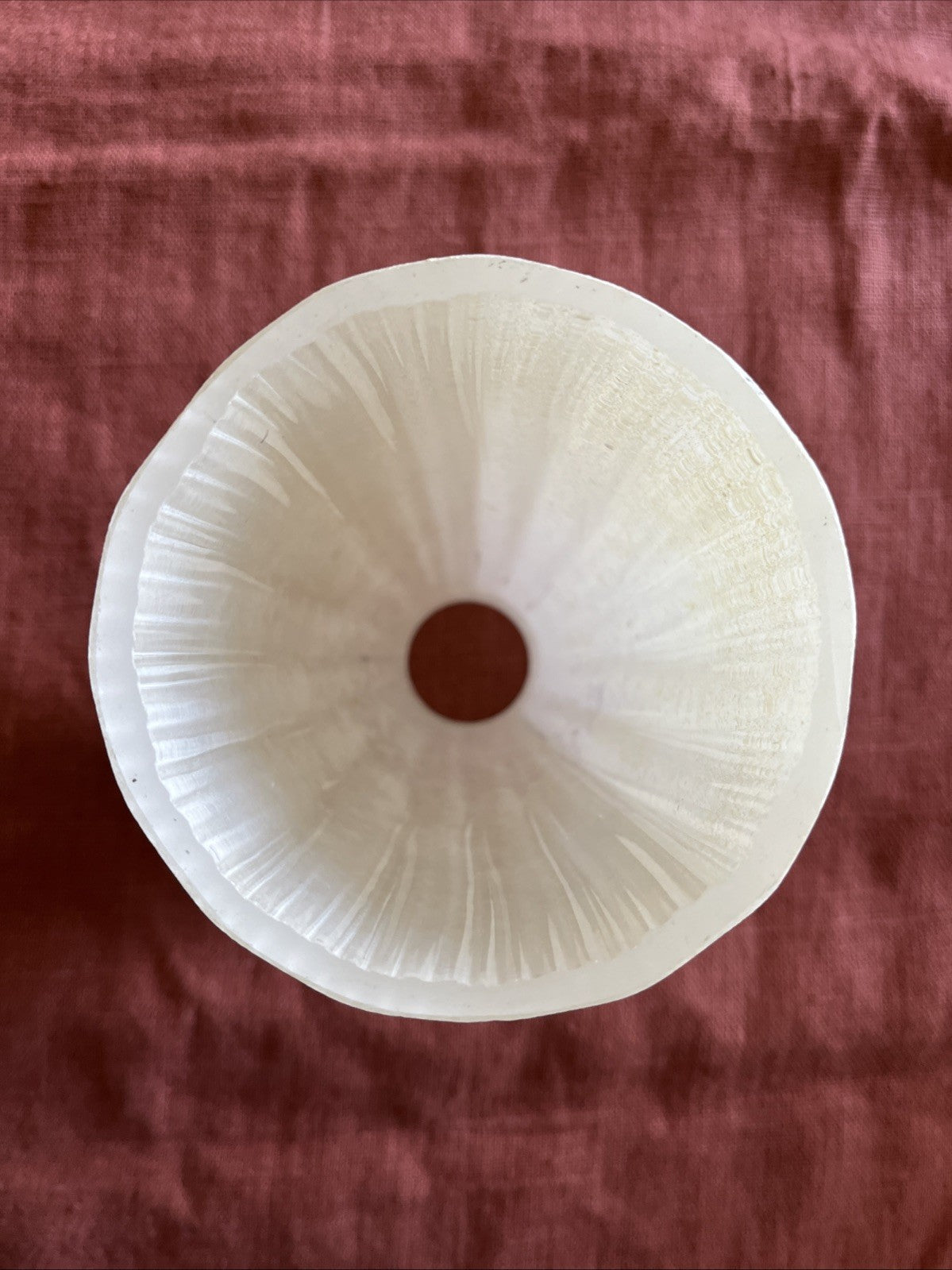 Tulipe